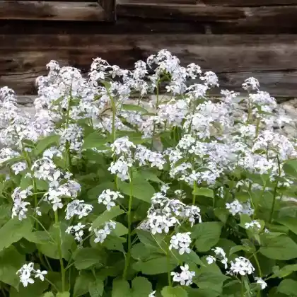 Foto von Ausdauerndes Silberblatt (Lunaria rediviva)