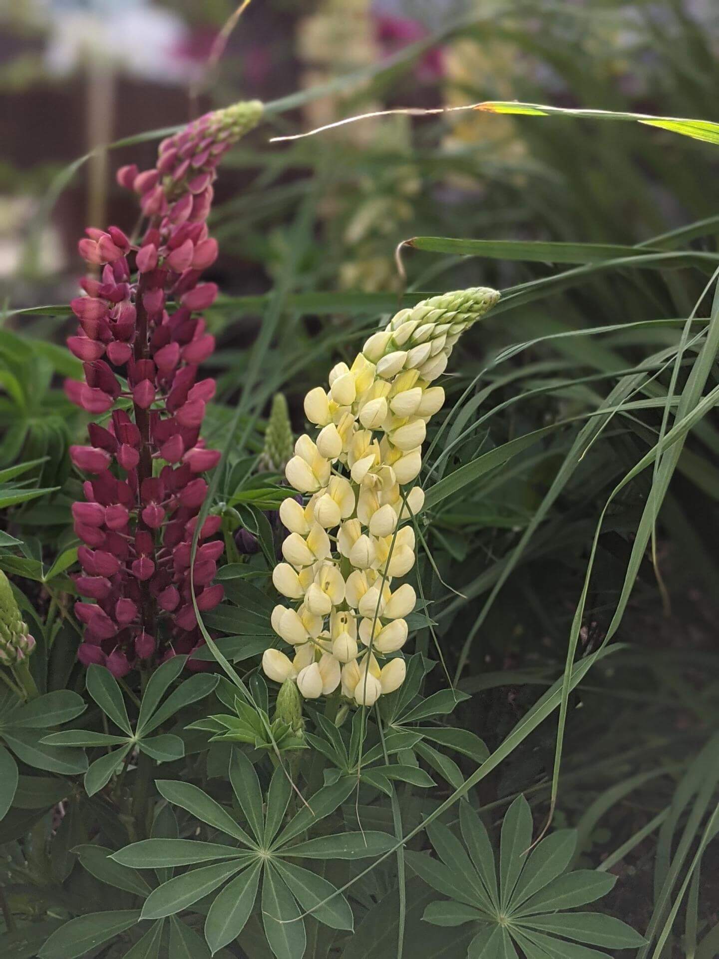 Gelbe Lupine / Lupinus luteus