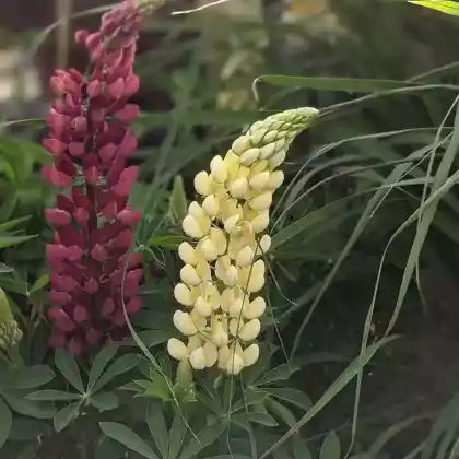 Foto von Gelbe Lupine (Lupinus luteus)