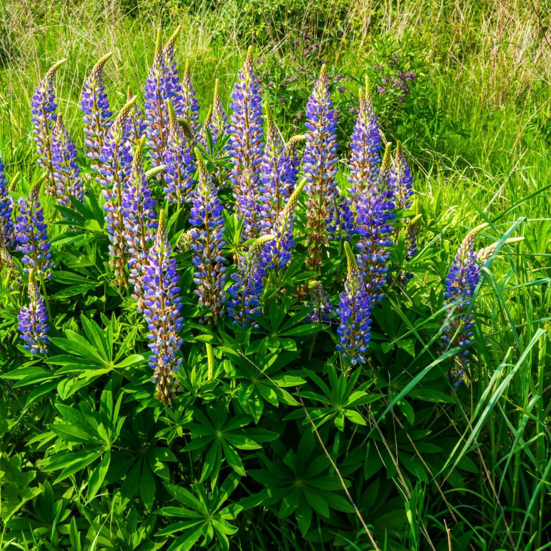 Vielblättrige Lupine (Lupinus polyphyllus)