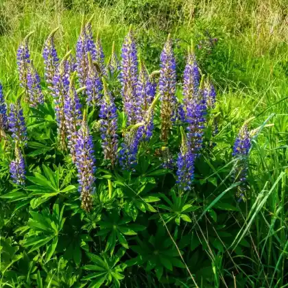 Foto von Vielblättrige Lupine (Lupinus polyphyllus)