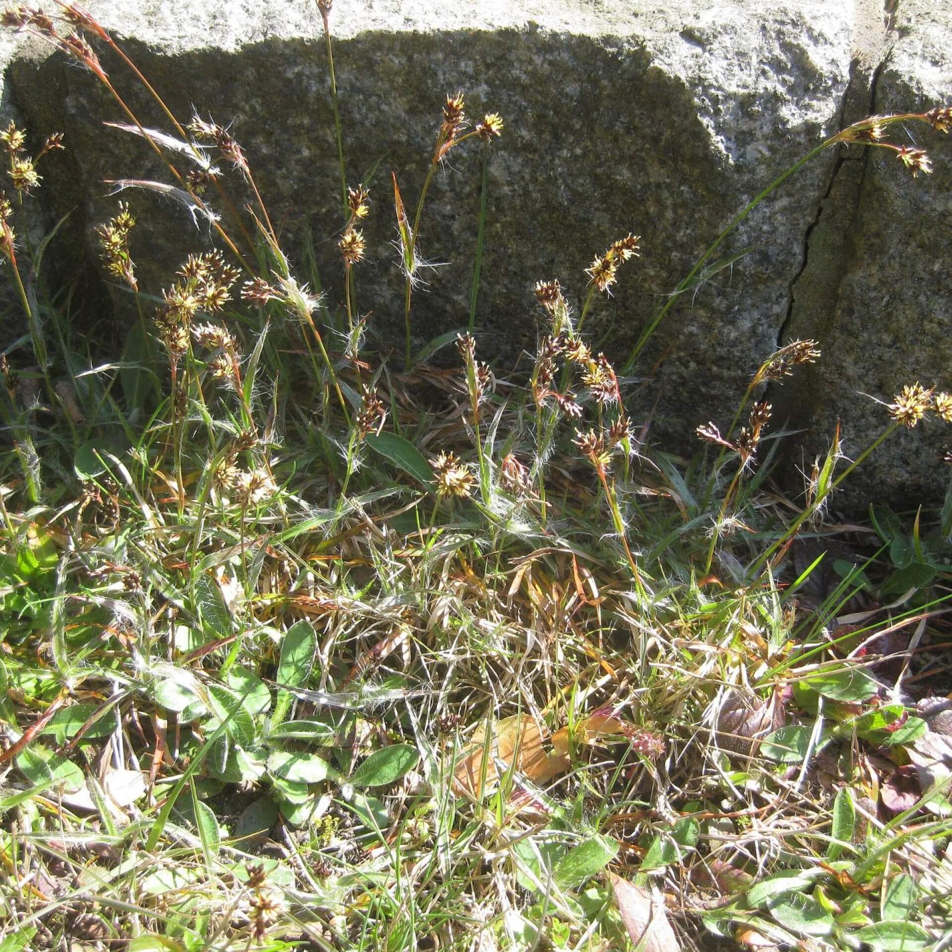 Gewöhnliche Hainsimse (Luzula campestris)