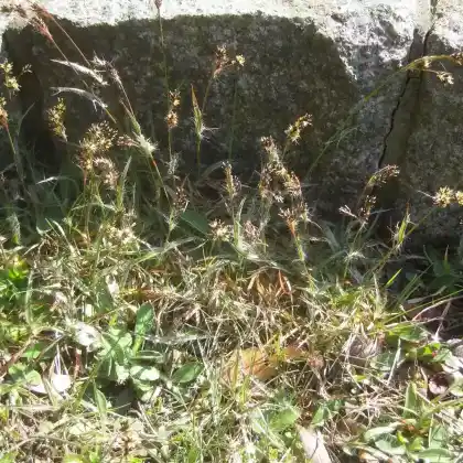 Foto von Gewöhnliche Hainsimse (Luzula campestris)
