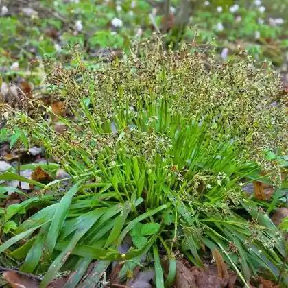 Foto von Haar-Hainsimse (Luzula pilosa)