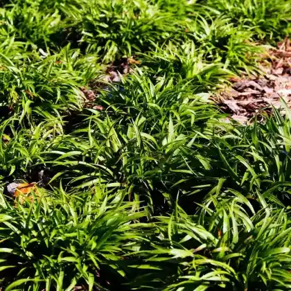 Foto von Frühlingshainsimse (Luzula pilosa 'Igel')