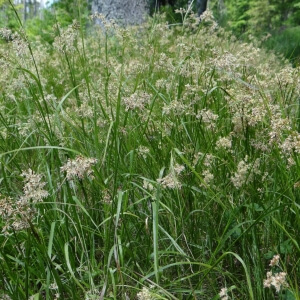 Luzula sylvatica