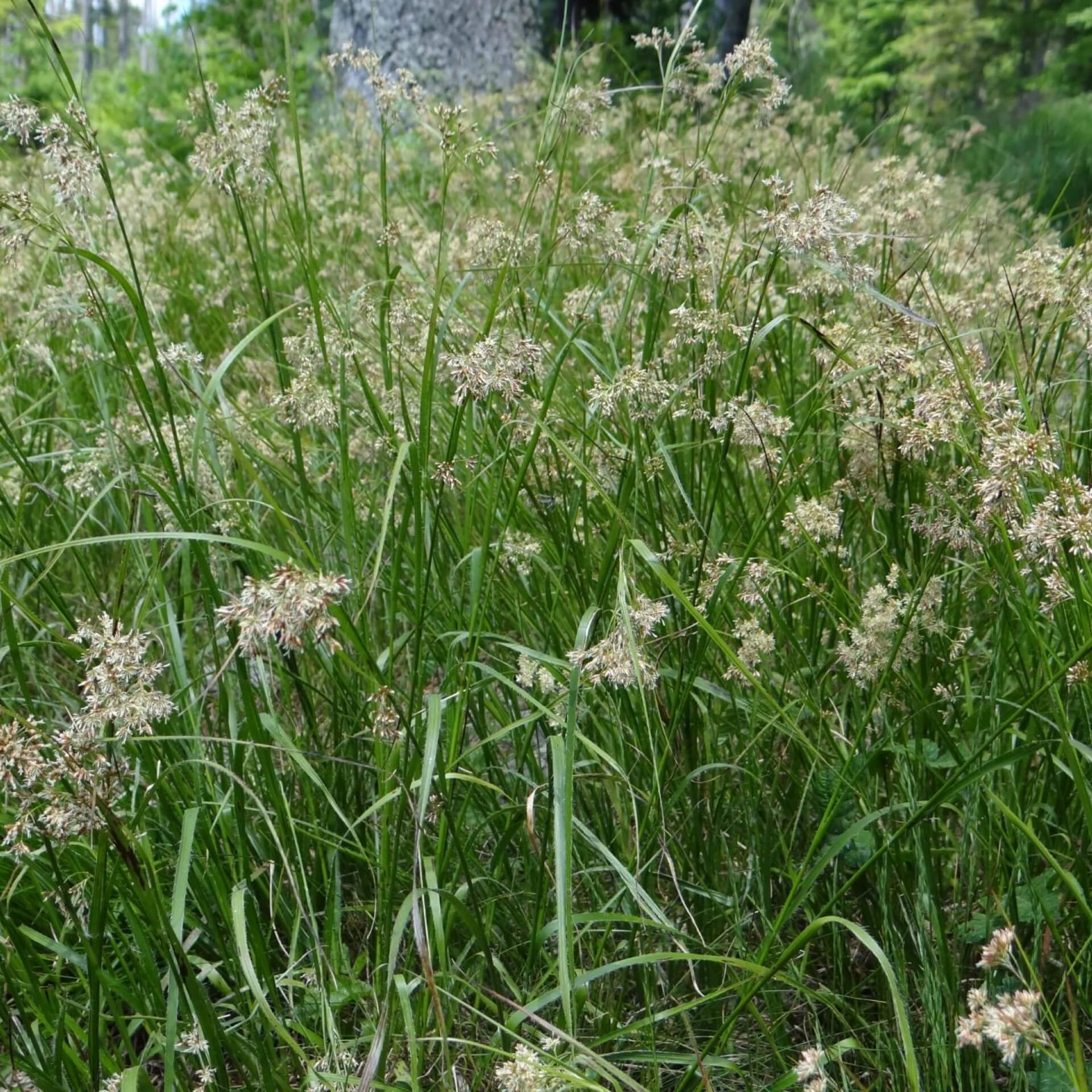 Wald-Hainsimse (Luzula sylvatica)