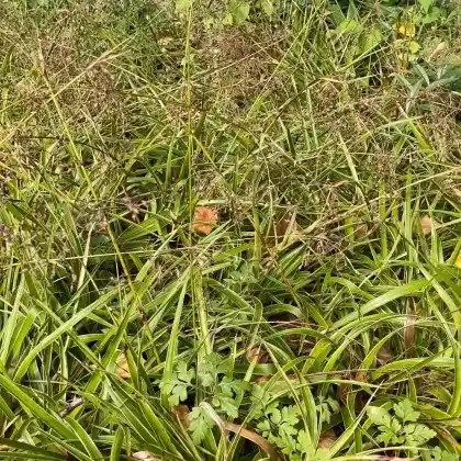 Foto von Waldmarbel 'Marginata' (Luzula sylvatica 'Marginata')