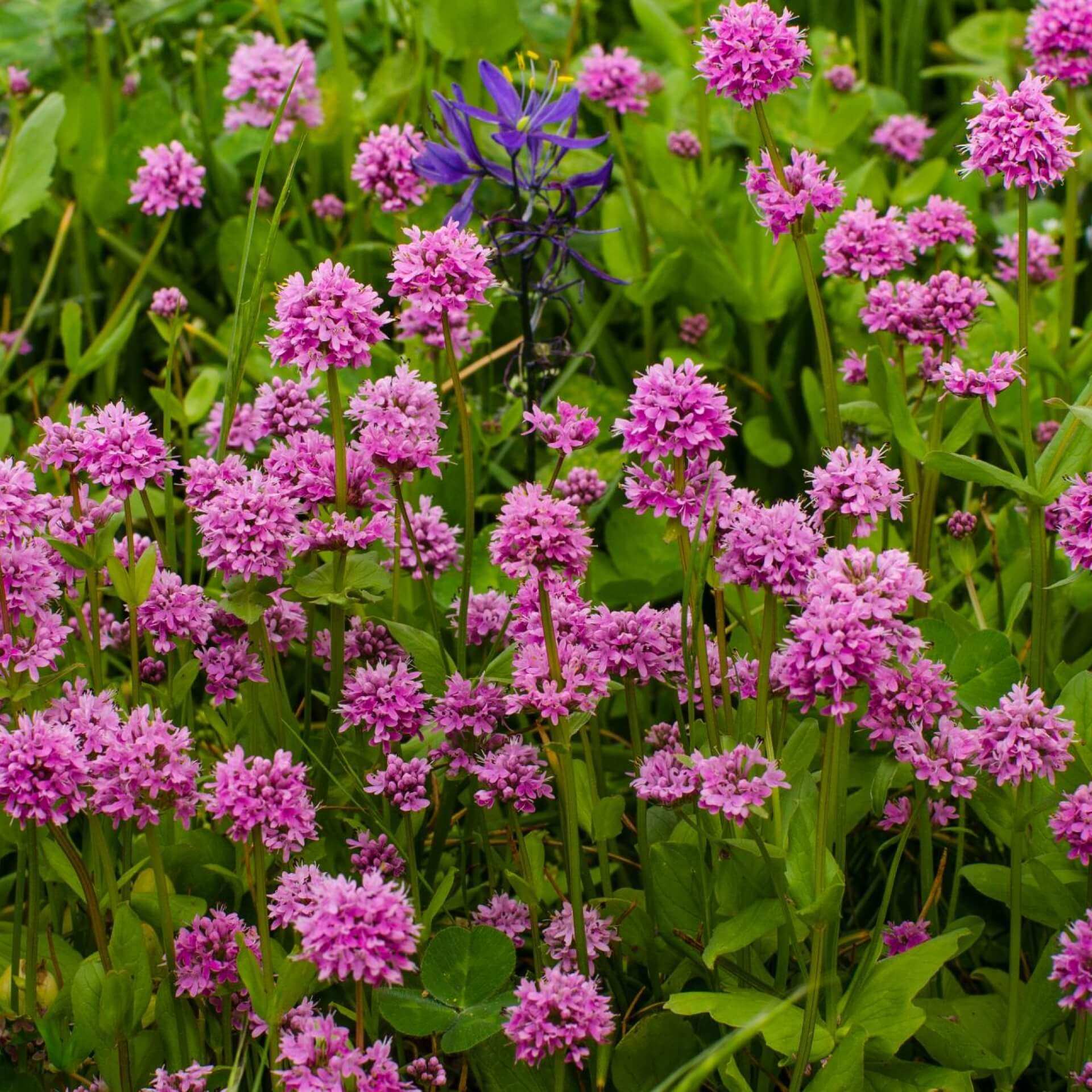 Alpen-Lichtnelke (Lychnis alpina)