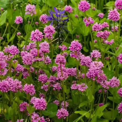 Foto von Alpen-Lichtnelke (Lychnis alpina)