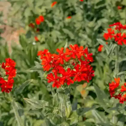 Foto von Brennende Liebe (Lychnis chalcedonica)