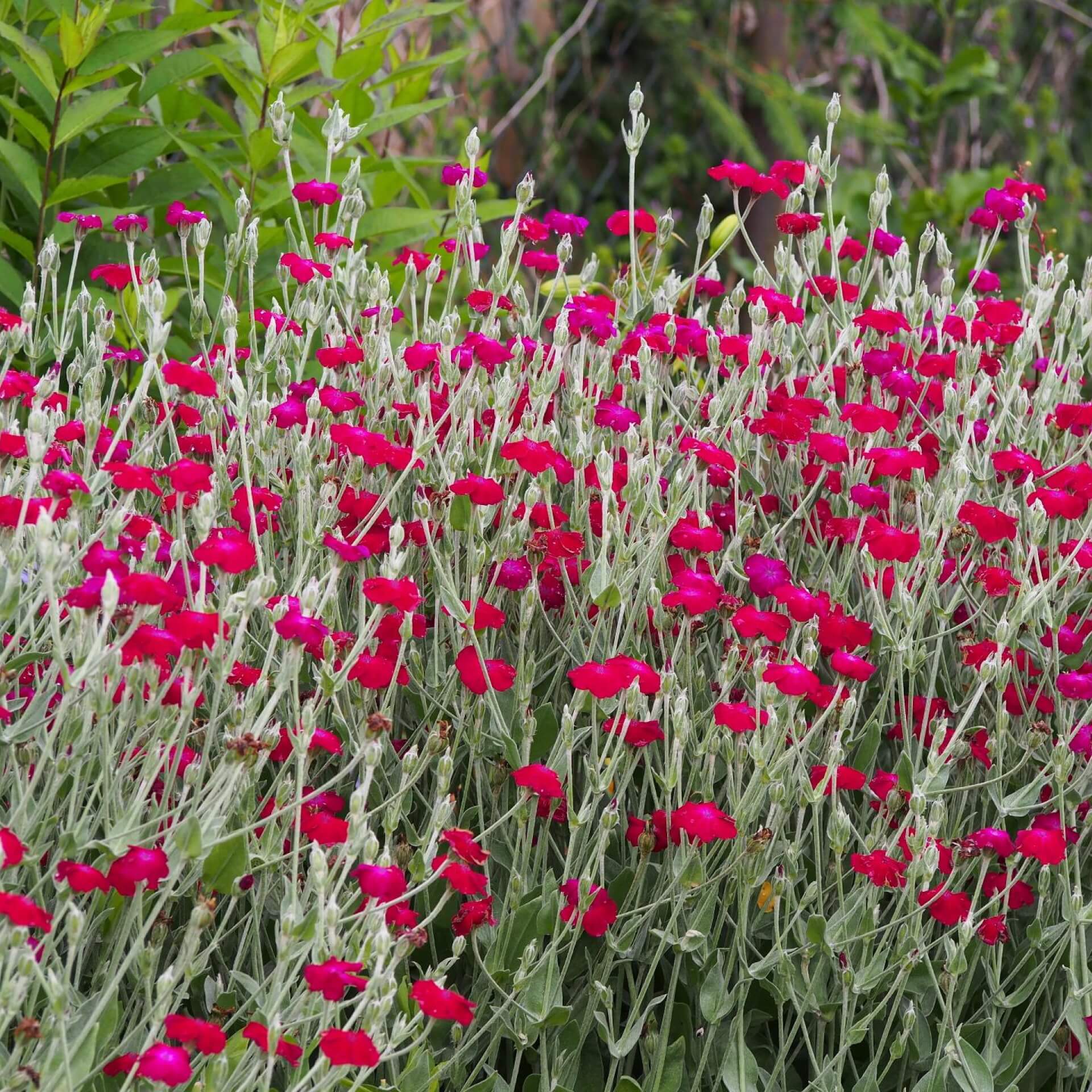 Kronen-Lichtnelke (Silene coronaria)