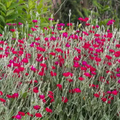Foto von Kronen-Lichtnelke (Silene coronaria)