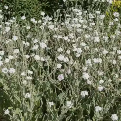 Foto von Weißblühende Vexiernelke 'Alba' (Lychnis coronaria 'Alba')