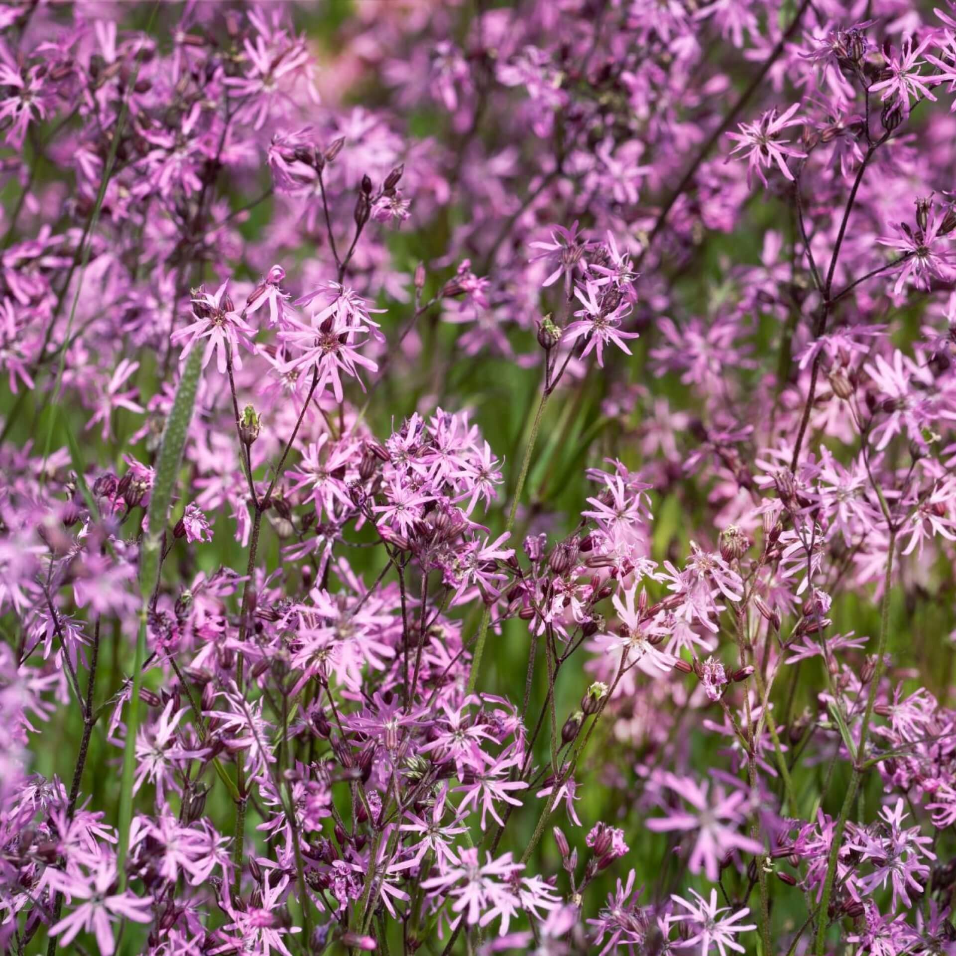 Kuckucks-Lichtnelke (Lychnis flos-cuculi)