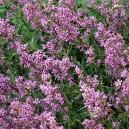 Foto von Pechnelke (Lychnis viscaria)