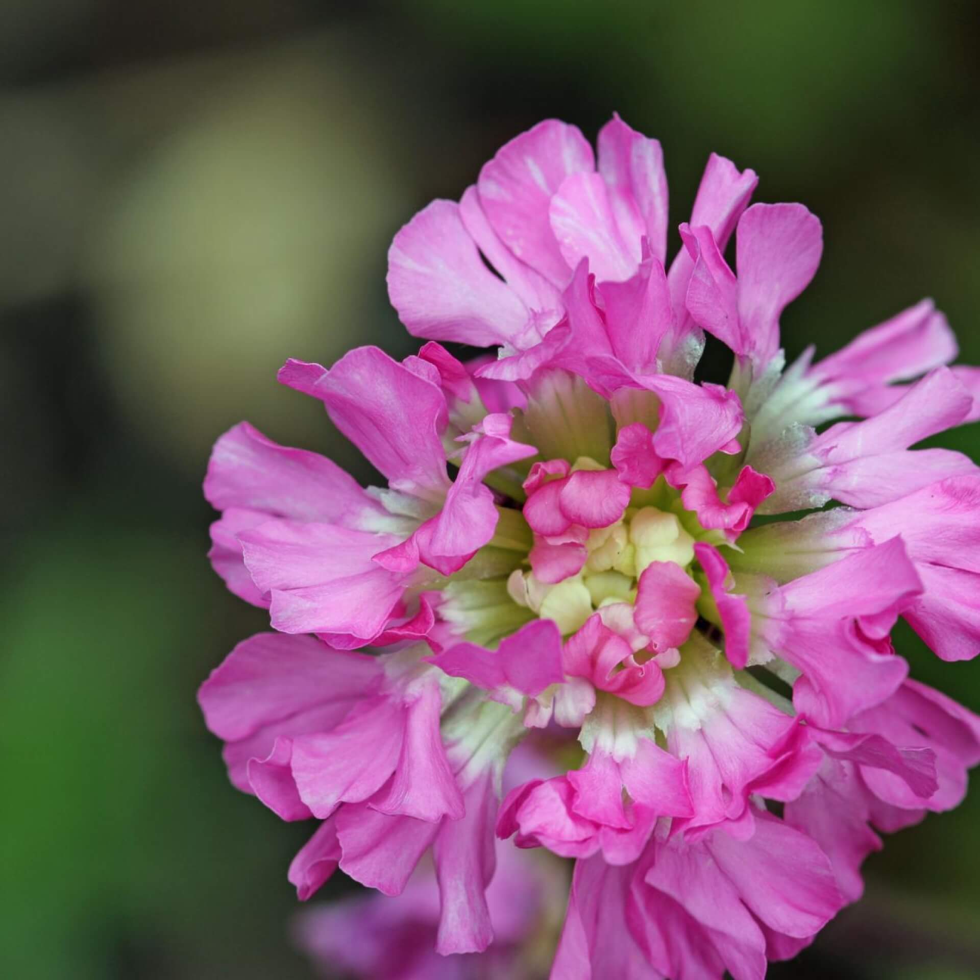 Gefülltblühende Pechnelke 'Plena' (Lychnis viscaria 'Plena')