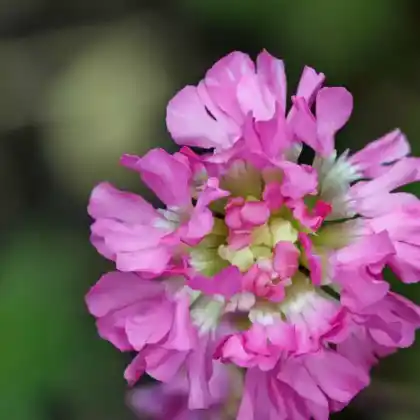 Foto von Gefülltblühende Pechnelke 'Plena' (Lychnis viscaria 'Plena')