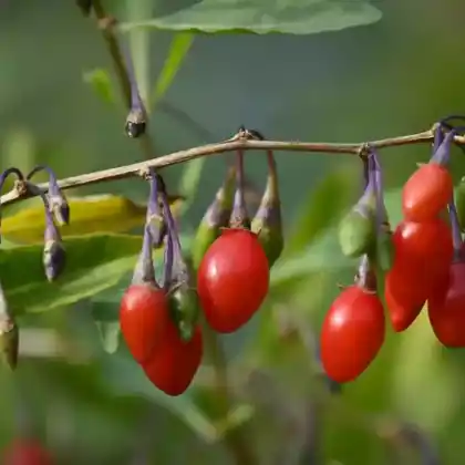 Foto von Gewöhnlicher Bocksdorn (Lycium barbarum)