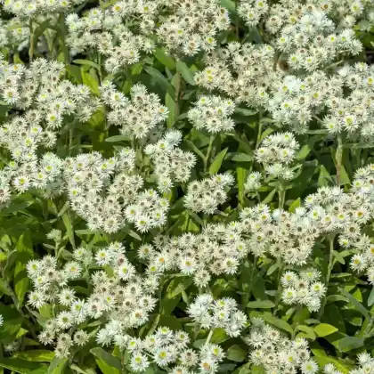 Foto von Perlkörbchen 'Sommerschnee' (Anaphalis triplinervis 'Sommerschnee')