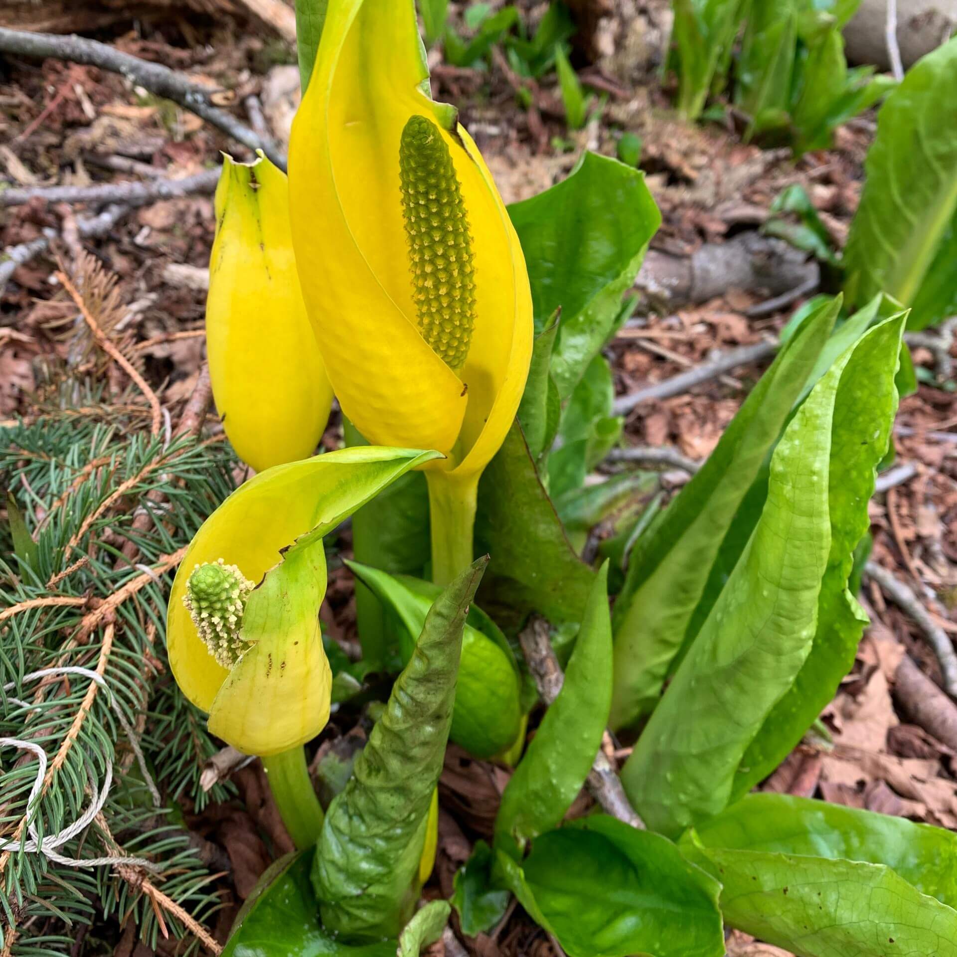 Amerikanischer Stinktierkohl (Lysichiton americanus)