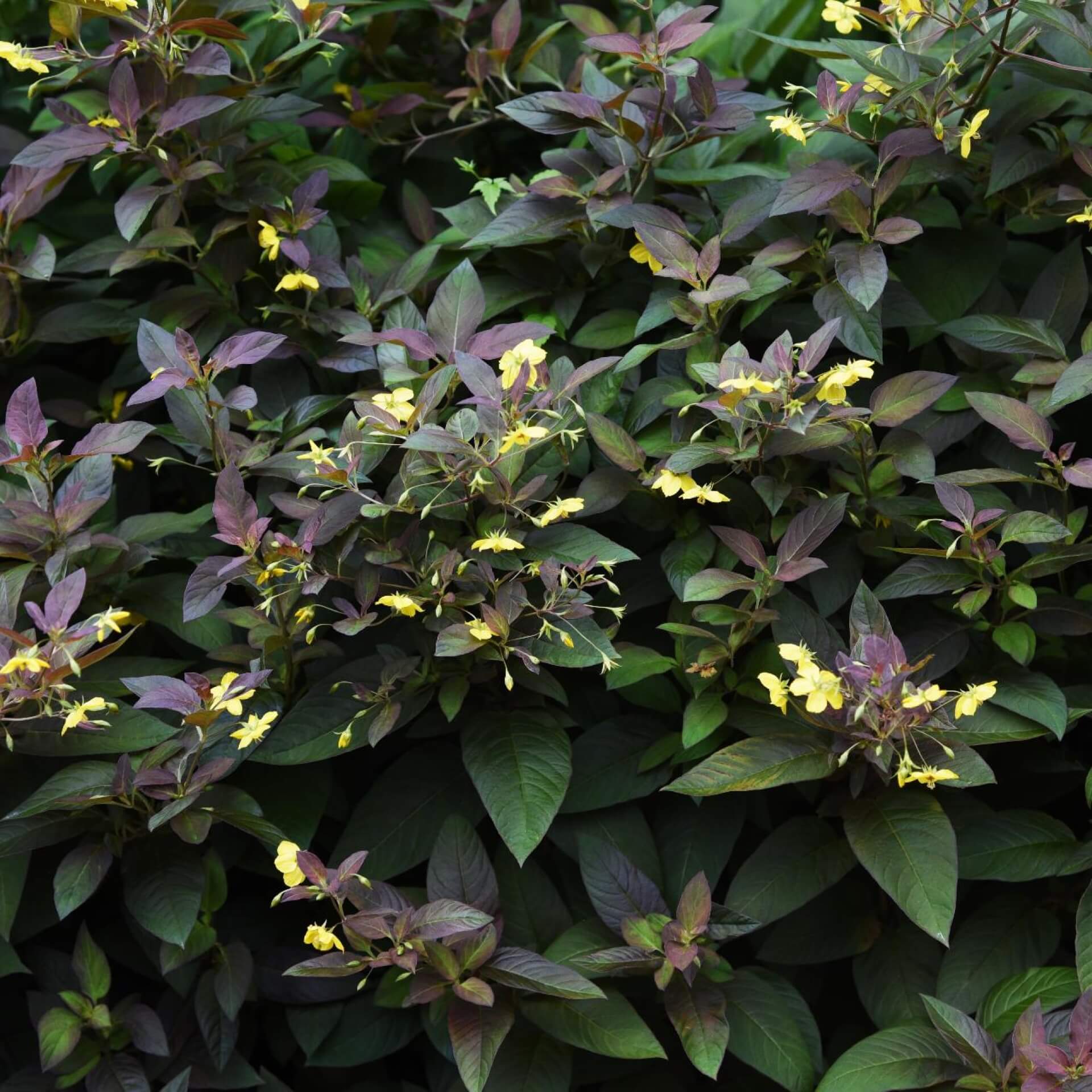 Bewimperter Felberich 'Firecracker' (Lysimachia ciliata 'Firecracker')