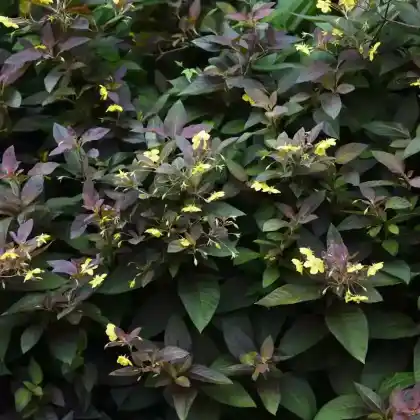 Foto von Bewimperter Felberich 'Firecracker' (Lysimachia ciliata 'Firecracker')