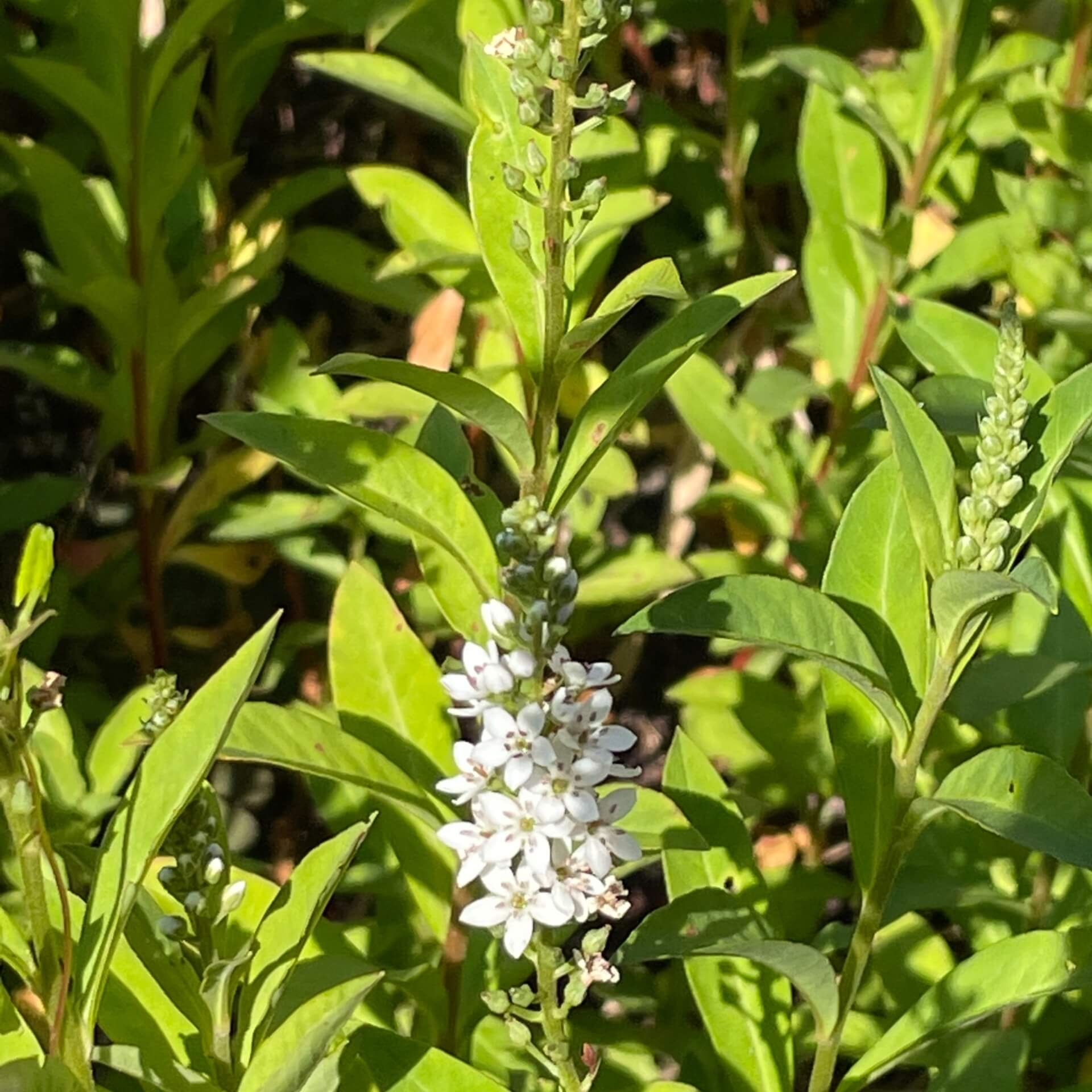 Schnee-Felberich (Lysimachia clethroides)