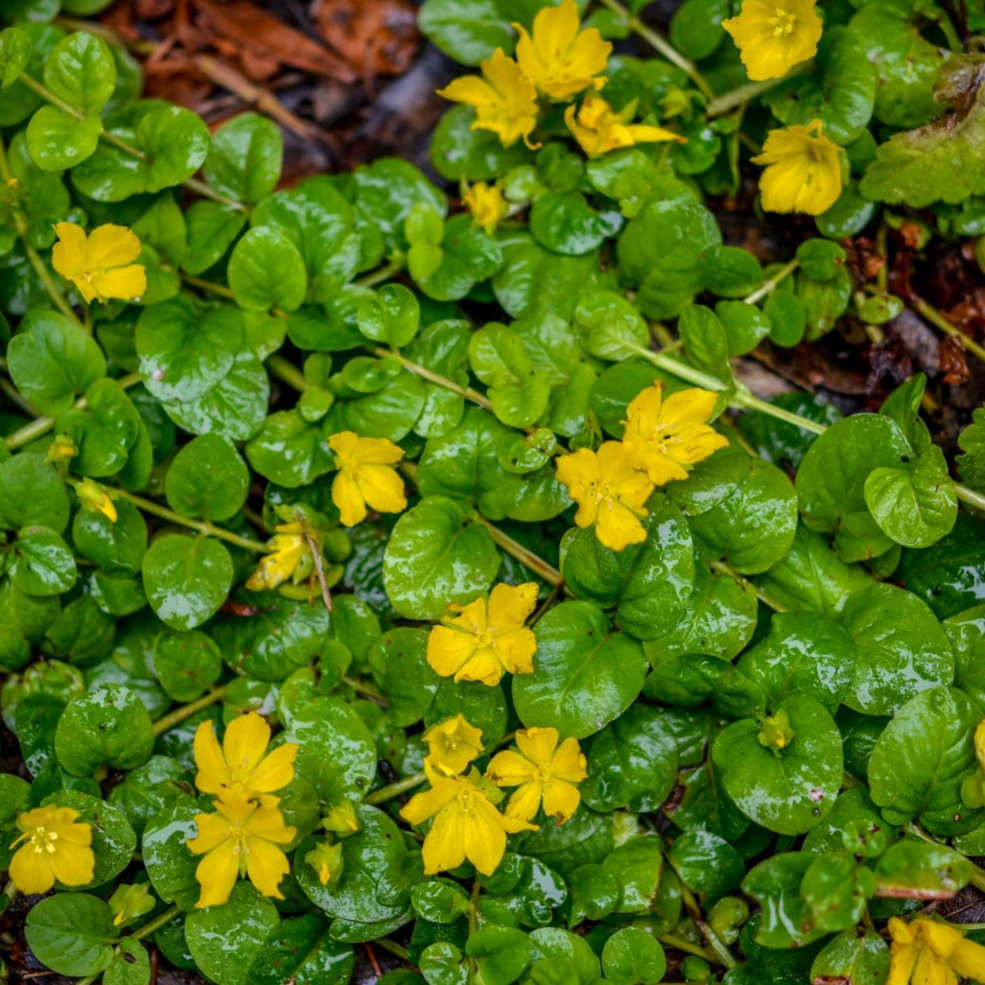 Pfennigkraut (Lysimachia nummularia)