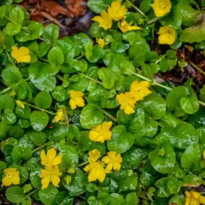Foto von Pfennigkraut (Lysimachia nummularia)