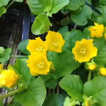 Foto von Gelblaubiges Pfennigkraut 'Aurea' (Lysimachia nummularia 'Aurea')