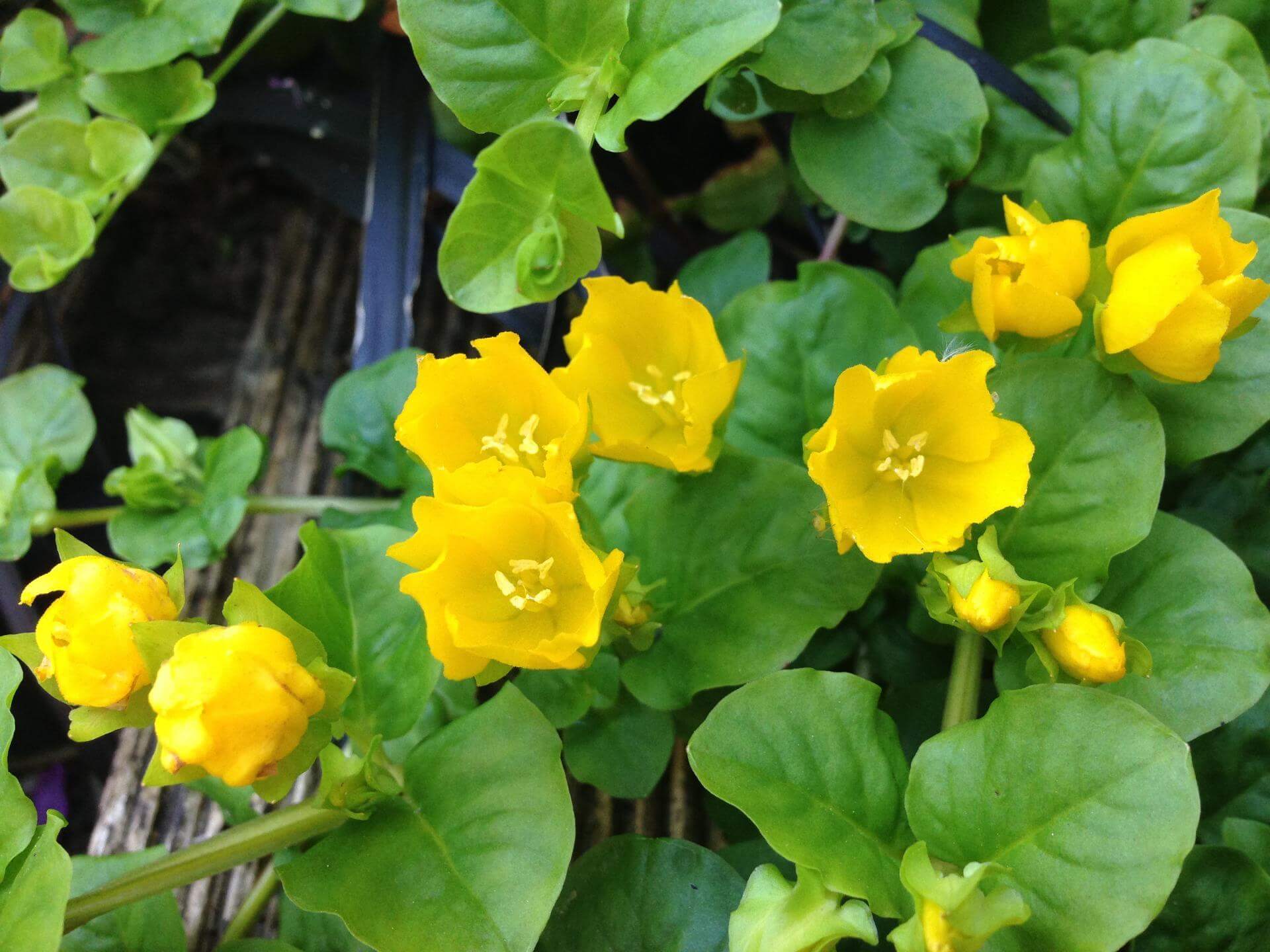 Gelblaubiges Pfennigkraut 'Aurea' / Lysimachia nummularia 'Aurea'