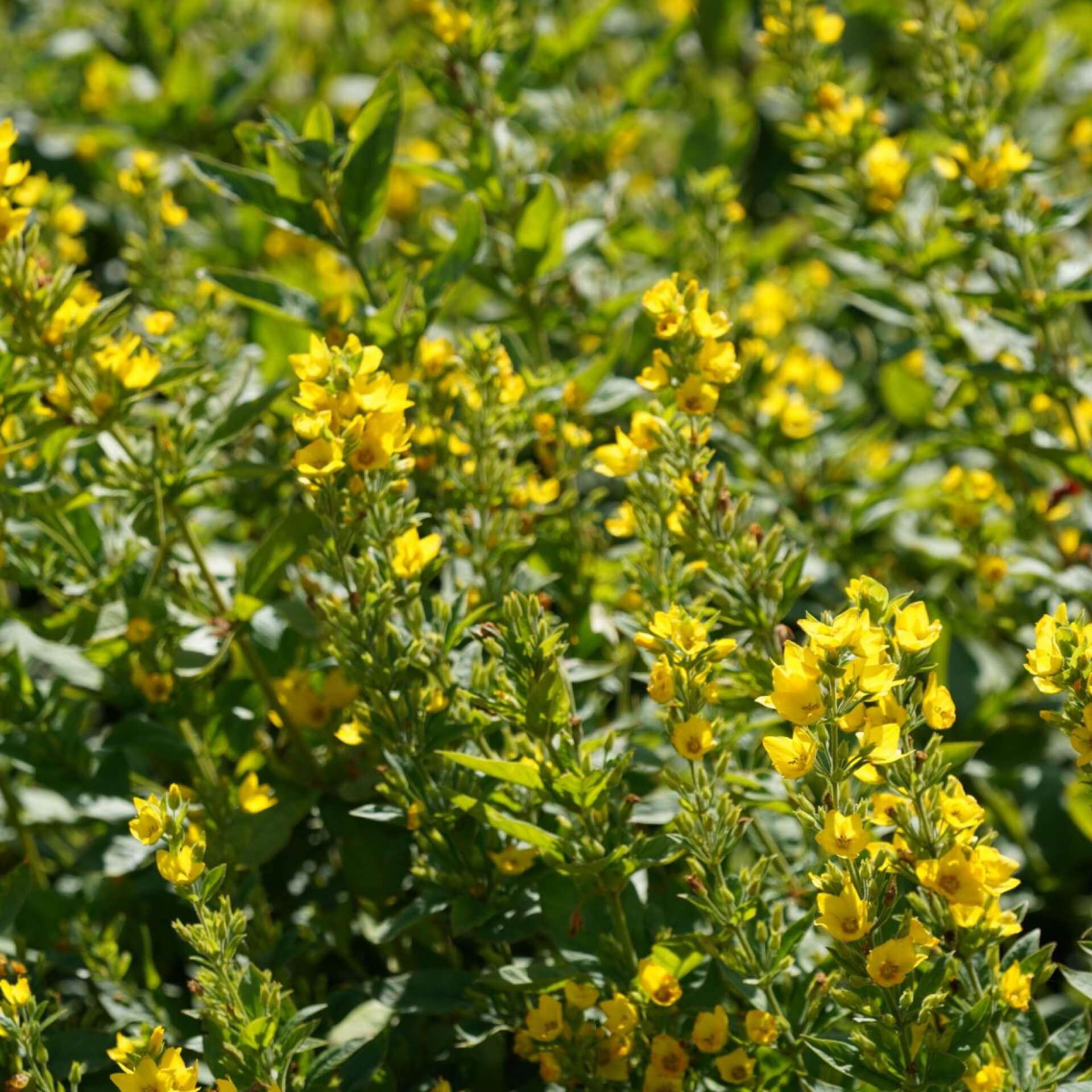 Punktierter Gilbweiderich (Lysimachia punctata)