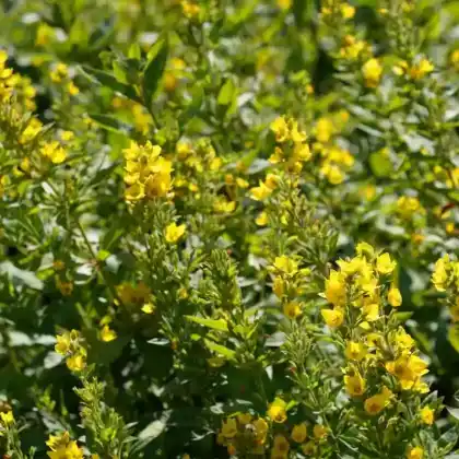 Foto von Punktierter Gilbweiderich (Lysimachia punctata)