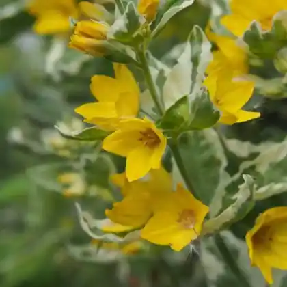 Foto von Gilbweiderich 'Alexander' (Lysimachia punctata 'Alexander')
