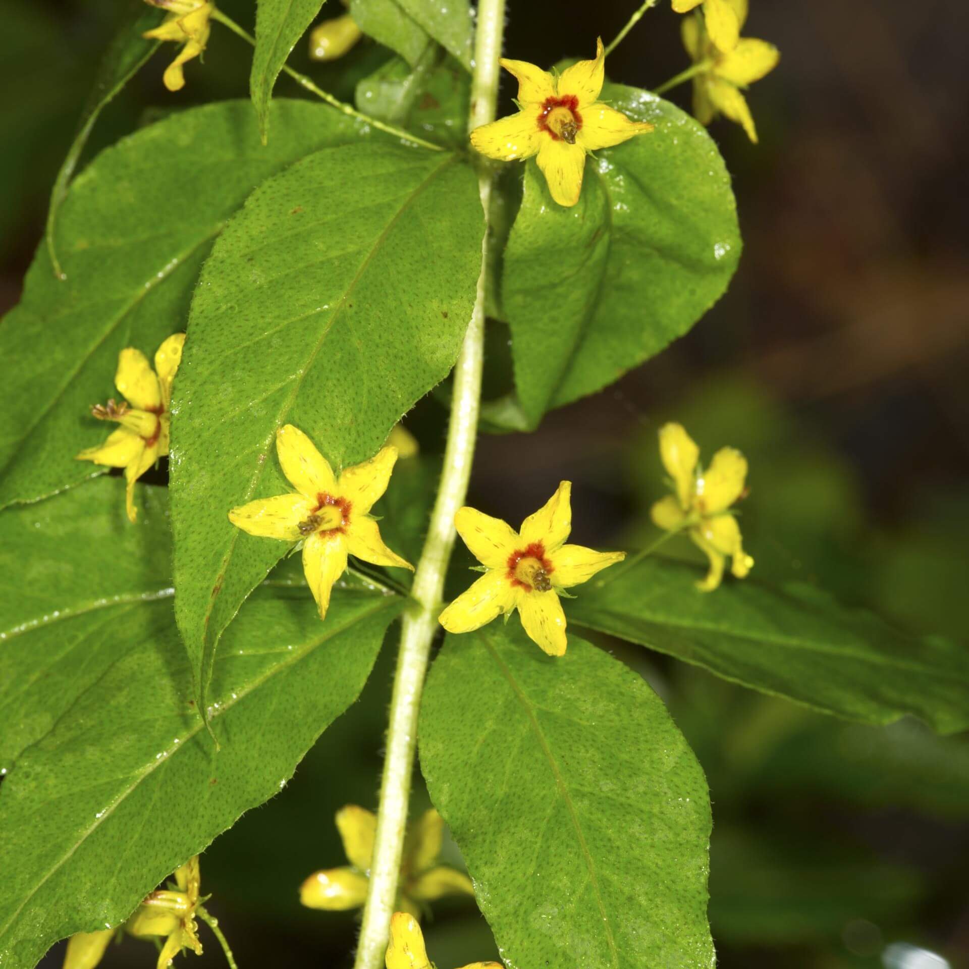 Gilbweiderich (Lysimachia quadrifolia)