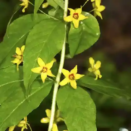 Foto von Gilbweiderich (Lysimachia quadrifolia)