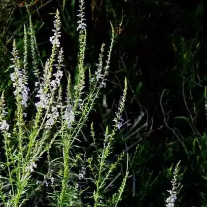 Foto von Lochschlund (Anarrhinum bellidifolium)