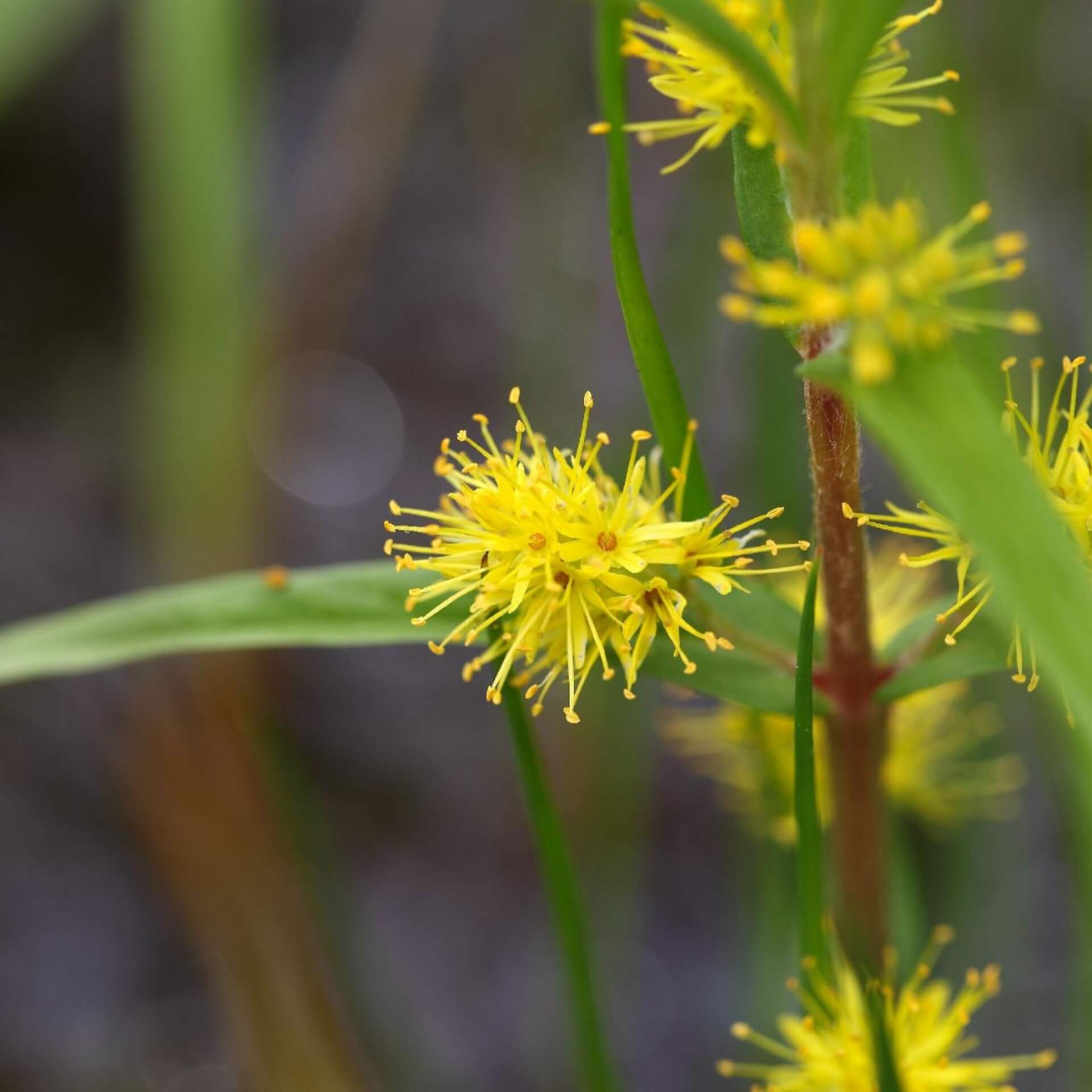 Strauß-Gilbweiderich (Lysimachia thyrsiflora)