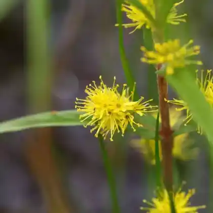 Foto von Strauß-Gilbweiderich (Lysimachia thyrsiflora)