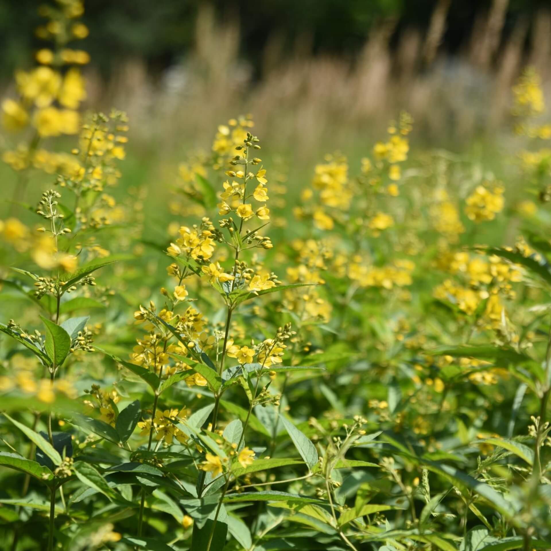 Gewöhnlicher Gilbweiderich (Lysimachia vulgaris)