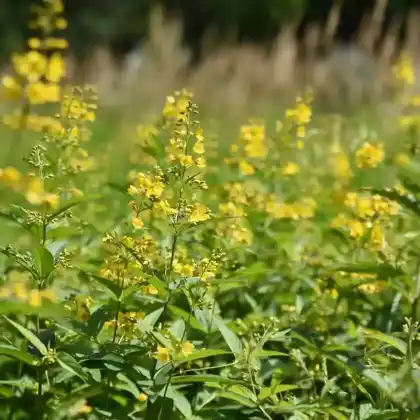 Foto von Gewöhnlicher Gilbweiderich (Lysimachia vulgaris)