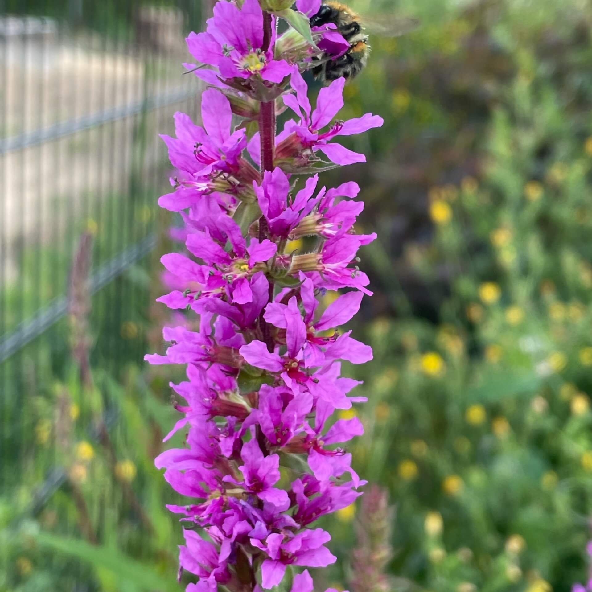 Blutweiderich (Lythrum salicaria)