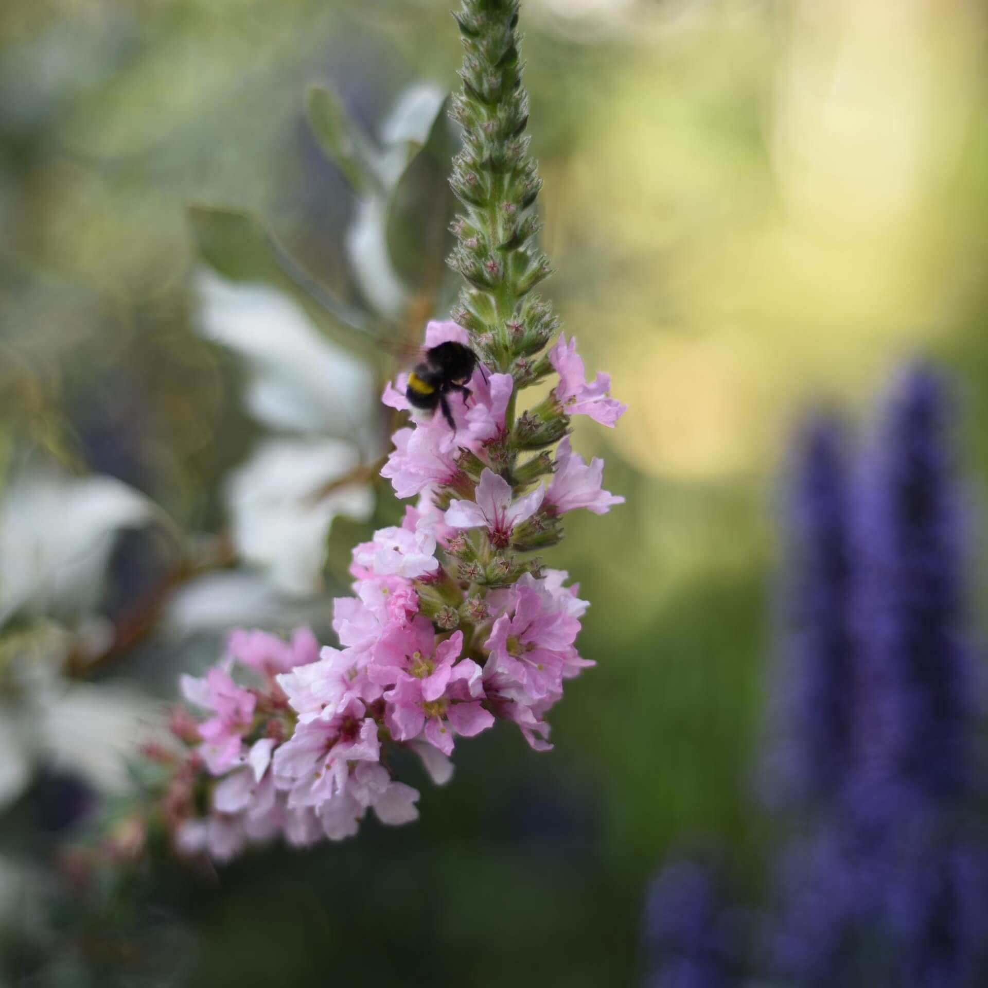 Blutweiderich 'Blush' (Lythrum salicaria 'Blush')