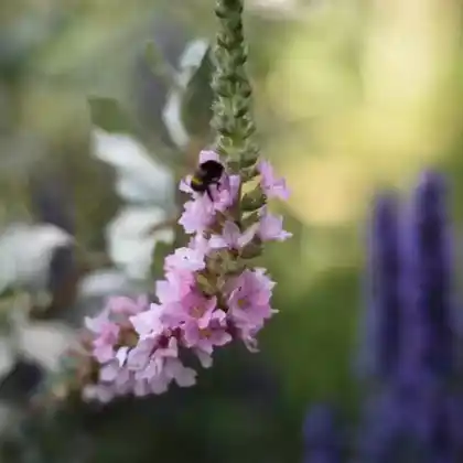 Foto von Blutweiderich 'Blush' (Lythrum salicaria 'Blush')