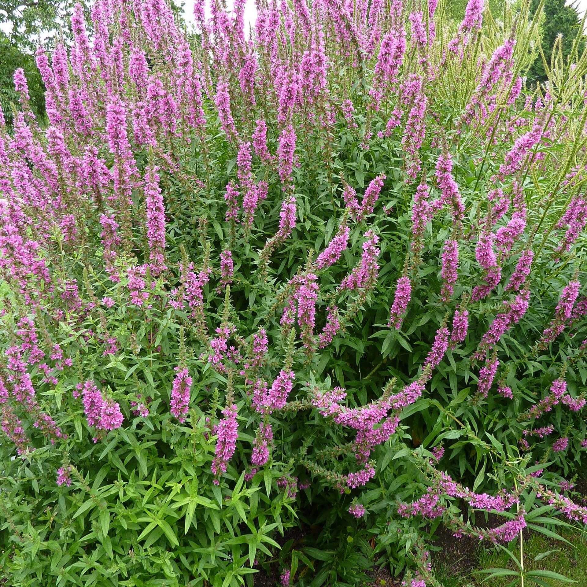 Blutweiderich 'Feuerkerze' (Lythrum salicaria 'Feuerkerze')