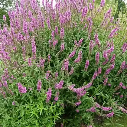 Foto von Blutweiderich 'Feuerkerze' (Lythrum salicaria 'Feuerkerze')