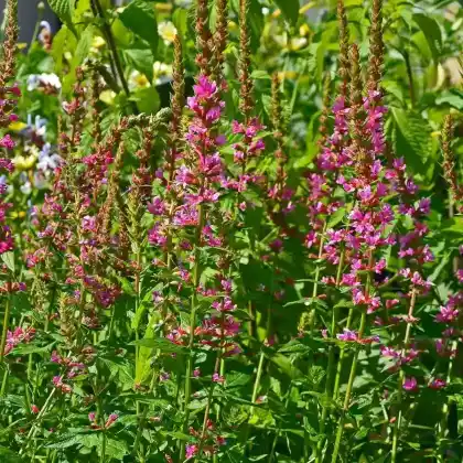 Foto von Blutweiderich 'Robert' (Lythrum salicaria 'Robert')