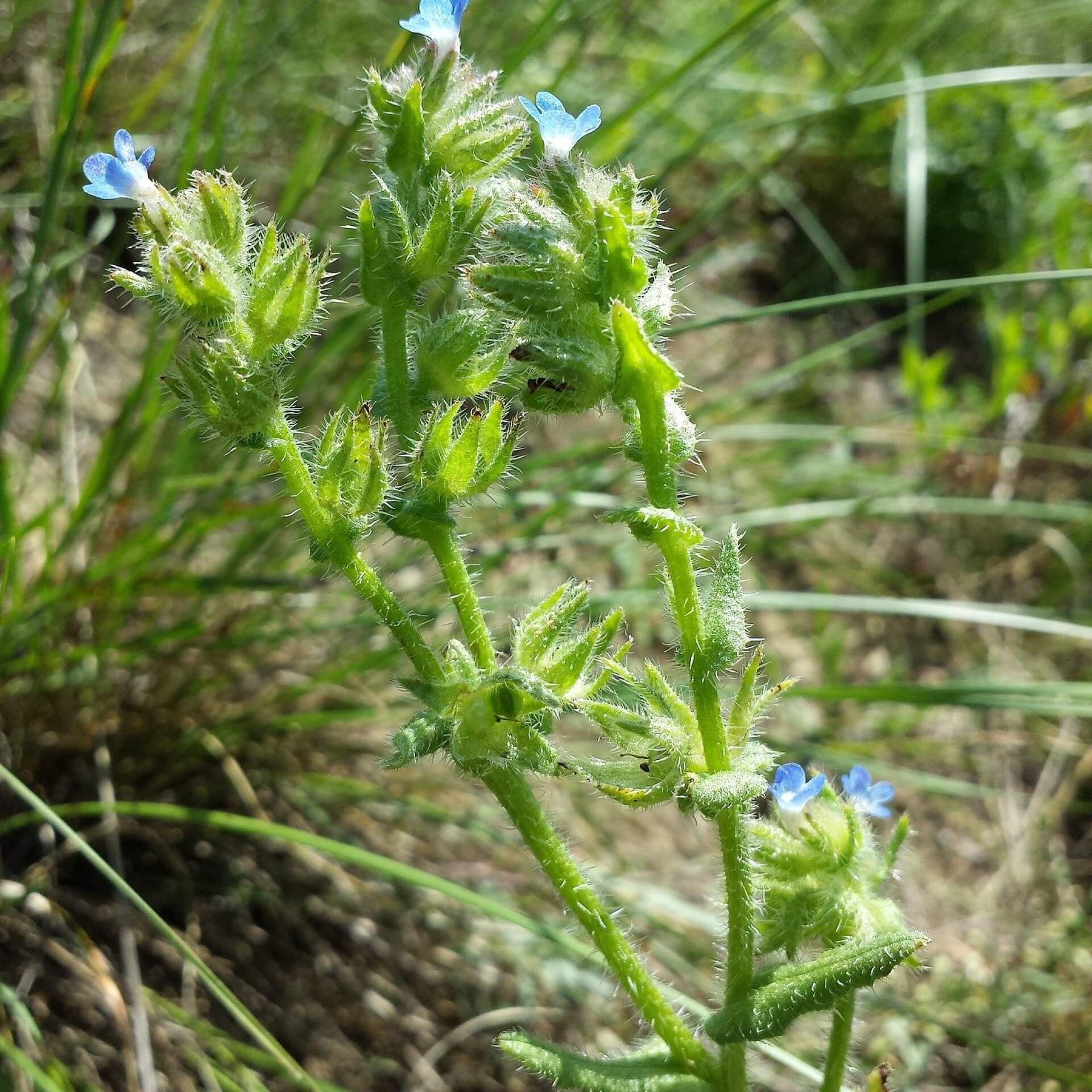 Acker-Ochsenzunge (Anchusa arvensis)