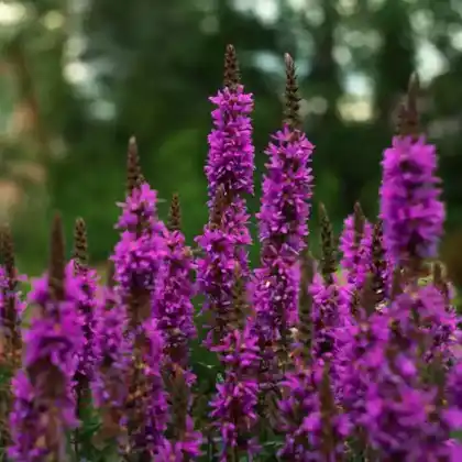 Foto von Blutweiderich 'Zigeunerblut' (Lythrum salicaria 'Zigeunerblut')